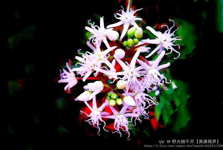 野火烧不尽【美摄视界】