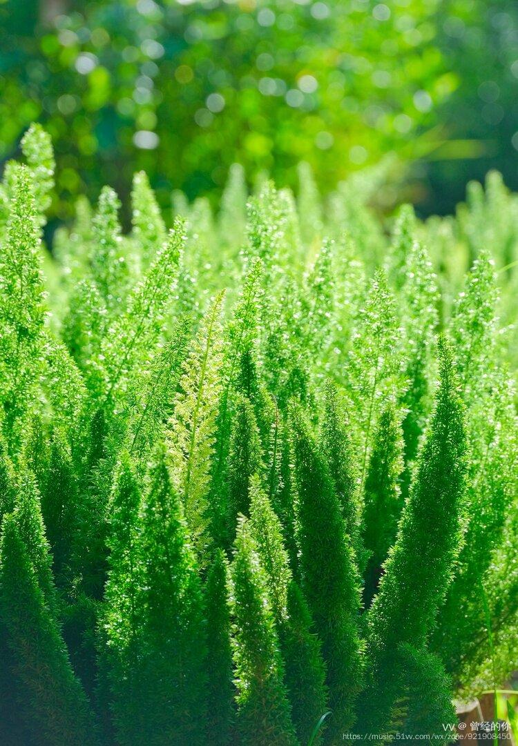 首发狐尾天门冬