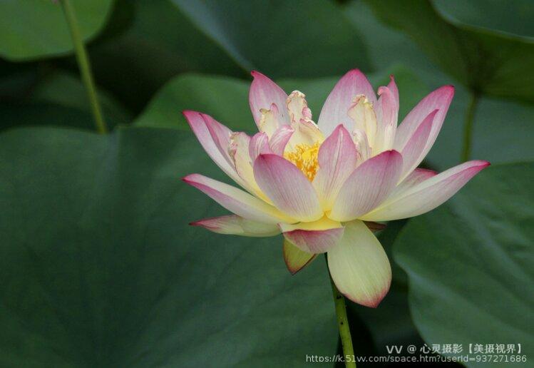 心灵摄影【美摄视界】