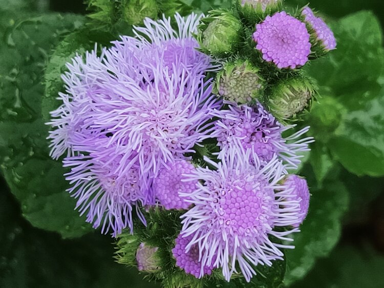 毛茸茸的熊耳草首发