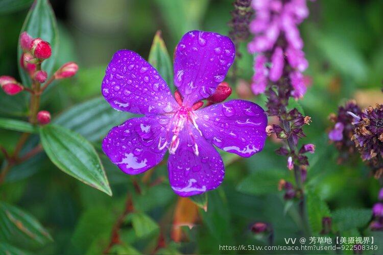 芳草地【美摄视界】