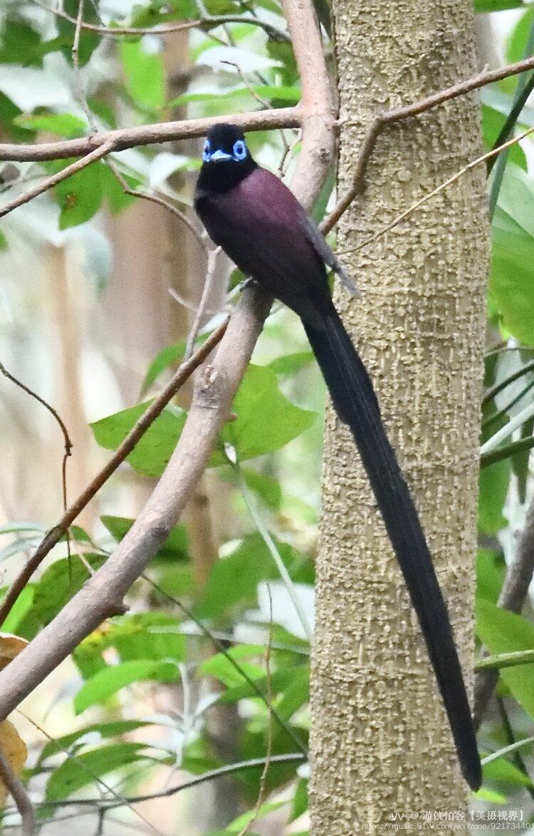 前段時間在越秀公園出現了較為難得一見的神獸紫壽帶鳥,引來了不少