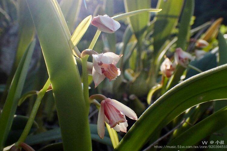花城广州宽叶兰