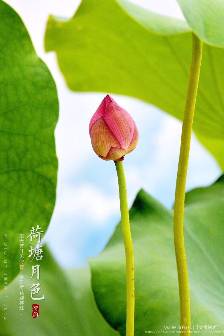依玲(HJ)【美摄视界】