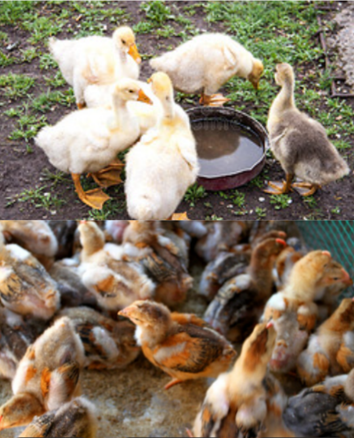 海燕🎤V娱热点