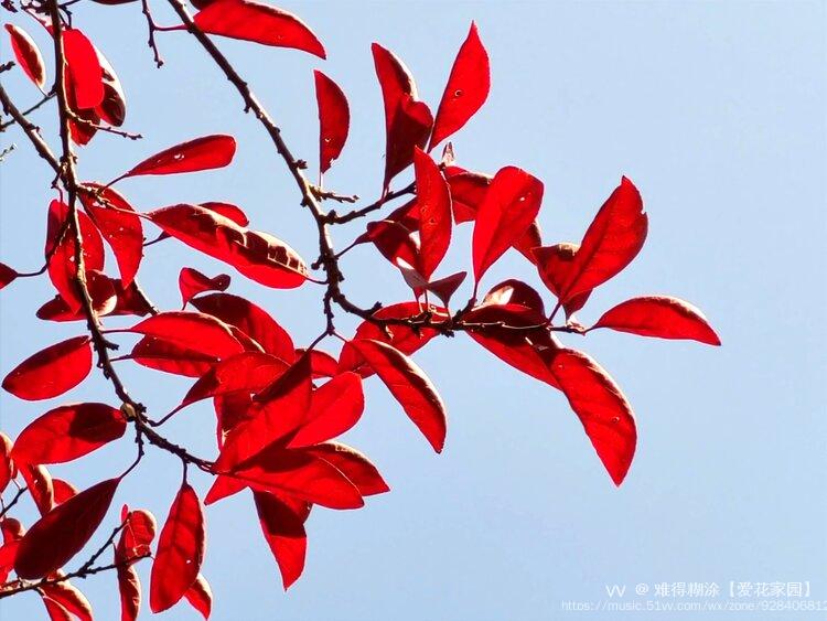 红叶美如花vv首发