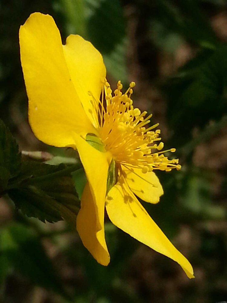 阳春三月棣棠花开得正好,绿的叶子,黄的花朵,相得