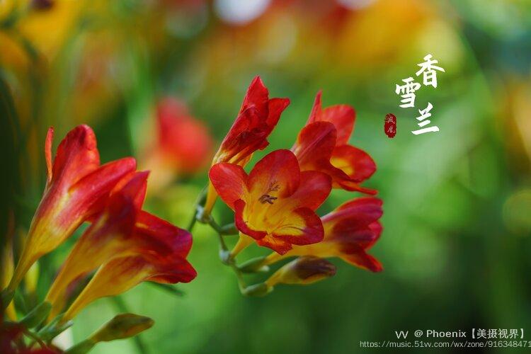 红色香雪兰快红