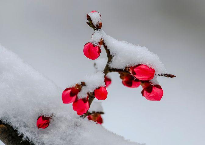 首发梅雪争春