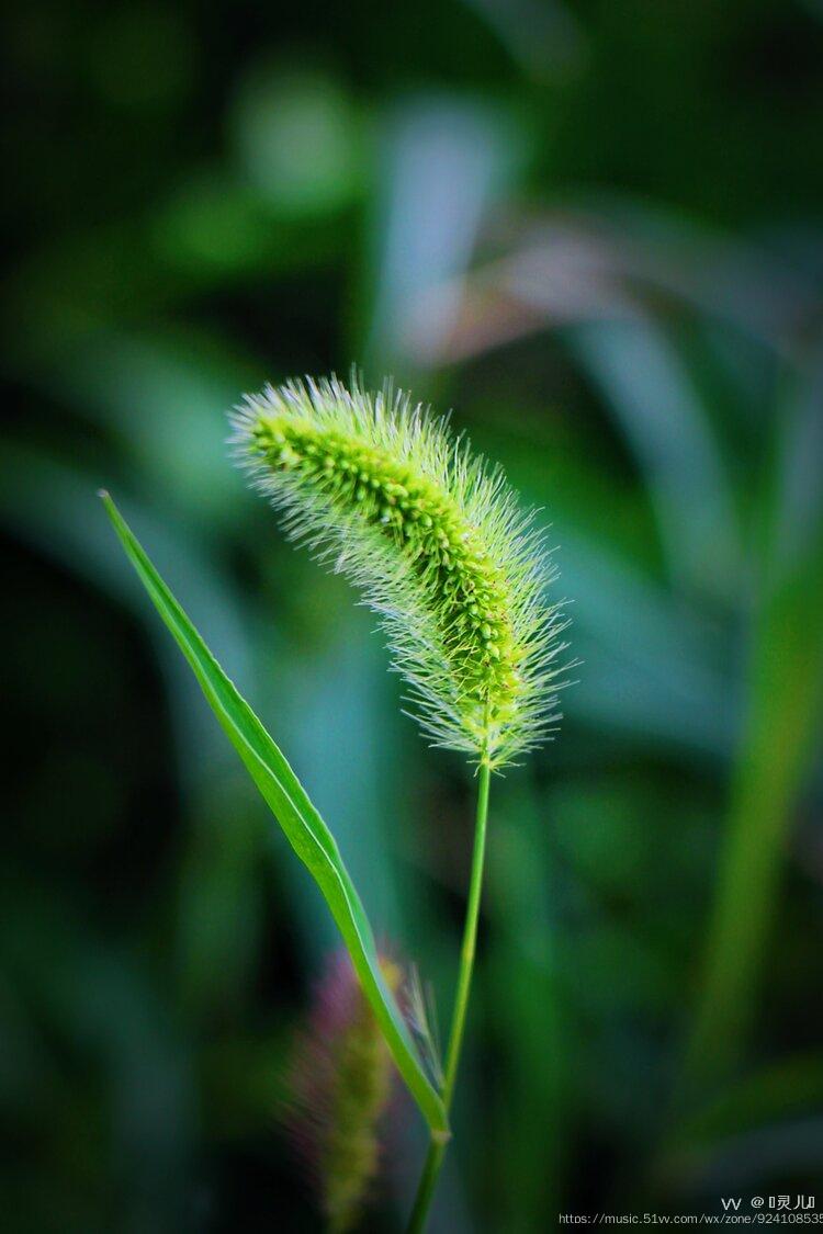 首发毛毛草