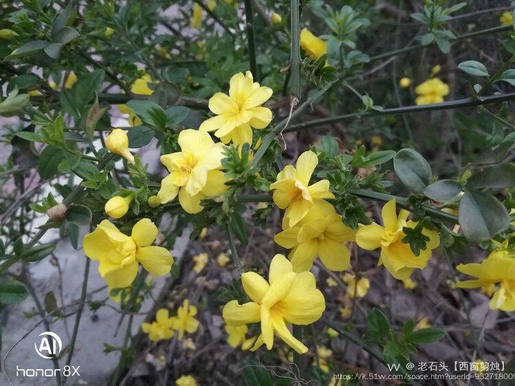 老石头【西窗剪烛】
