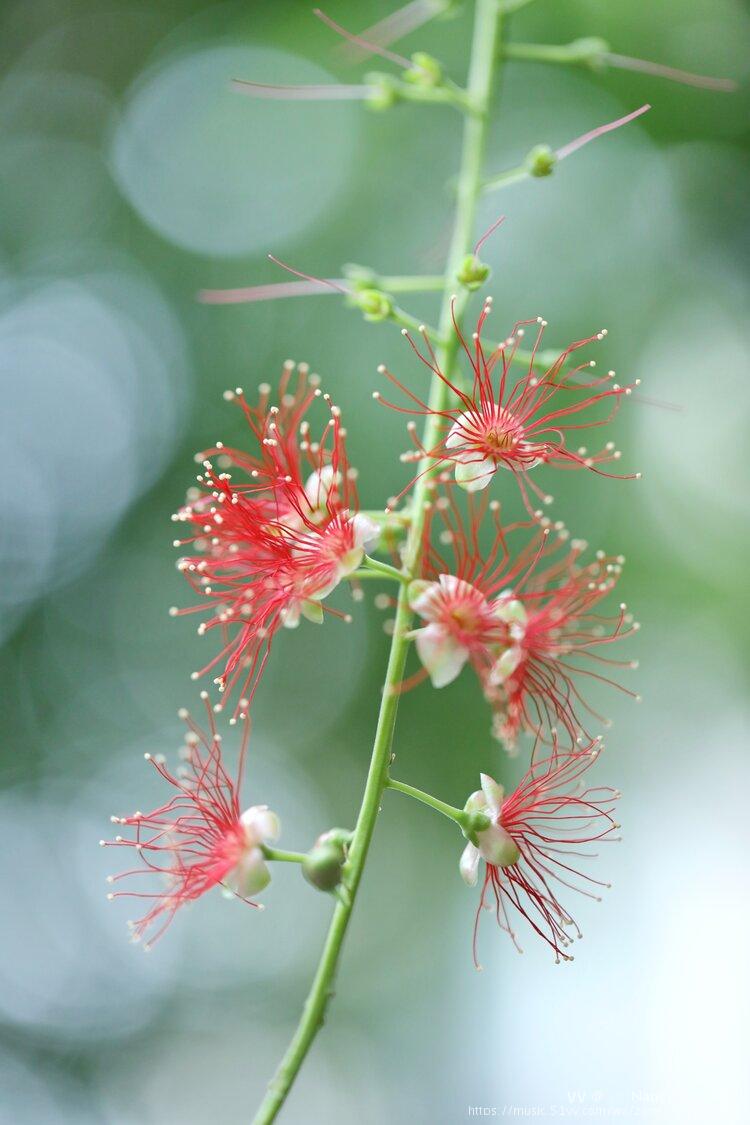 首发盛开的红花玉蕊