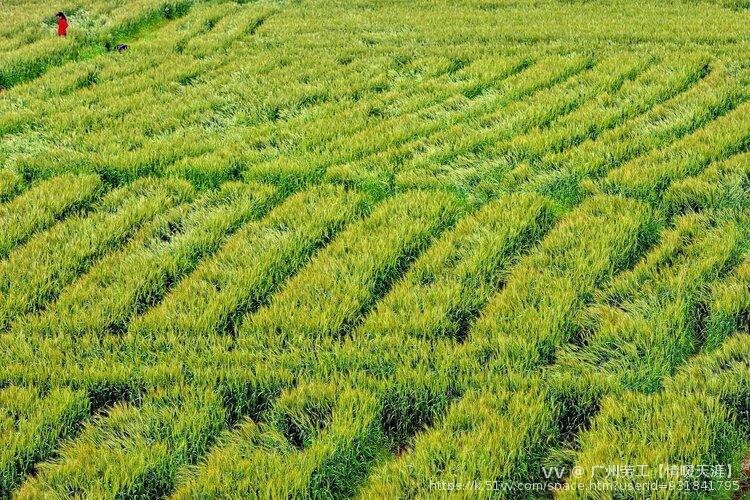 广州劳工【情暖天涯】