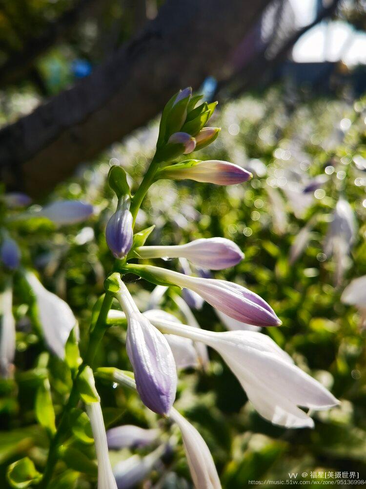 玉簪花喜肥沃,排水性好的砂质土壤,每1~2年需要更换一次盆土.