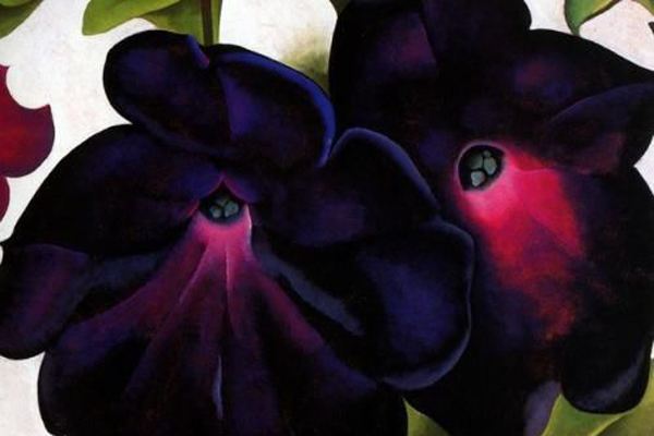 紫色的天使的号角红色的往生花"曼陀罗"本为神奇的花朵,却带有神秘的