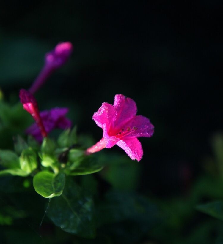 紫茉莉属于紫茉莉科紫茉莉属牵牛花是旋花科牵牛属的植物叶子不同紫