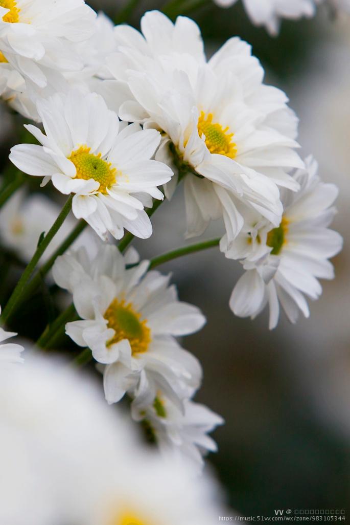 纯洁的白晶菊