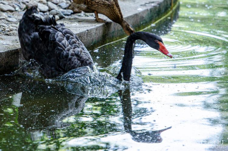 华子 【文声汇影】