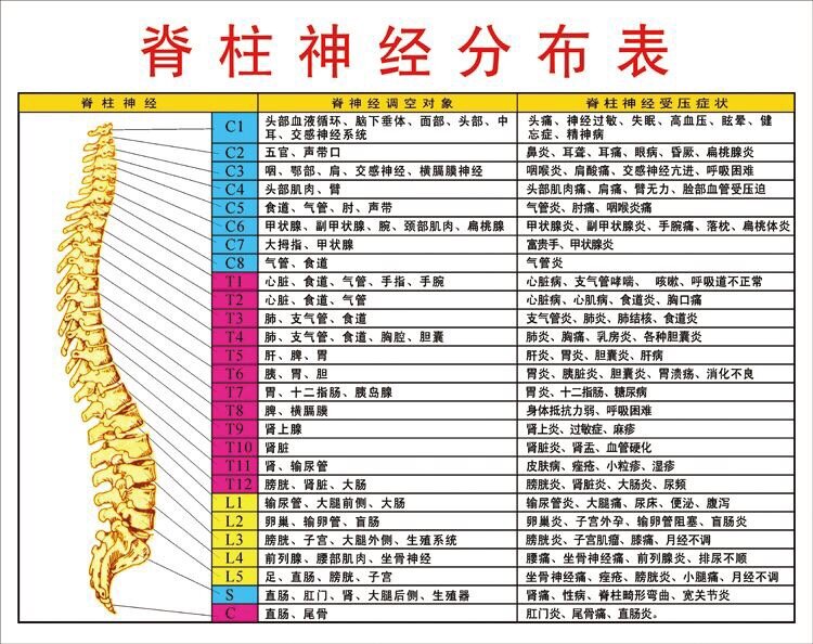 颈神经支配分布图口诀图片