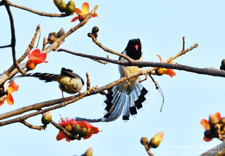 依玲(HJ)【美摄视界】