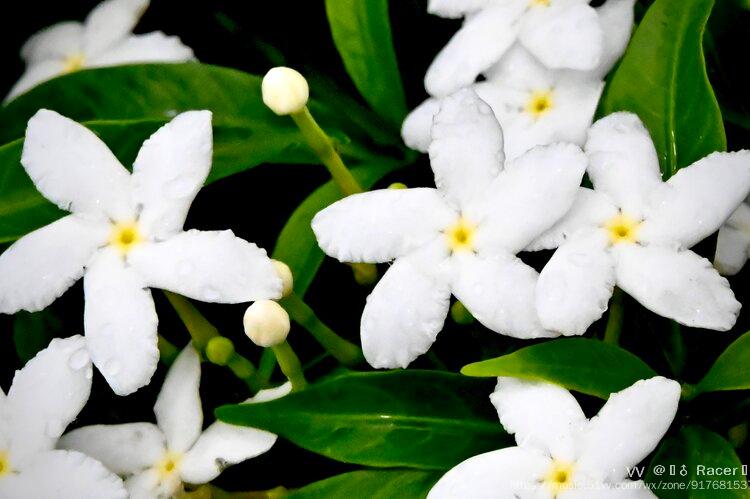 洁白清纯善良的珍珠马茶花首发