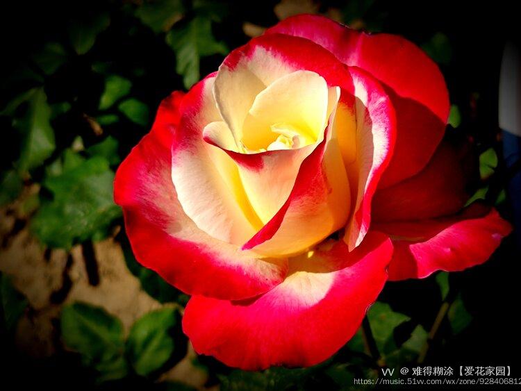 红黄双色月季花vv首发