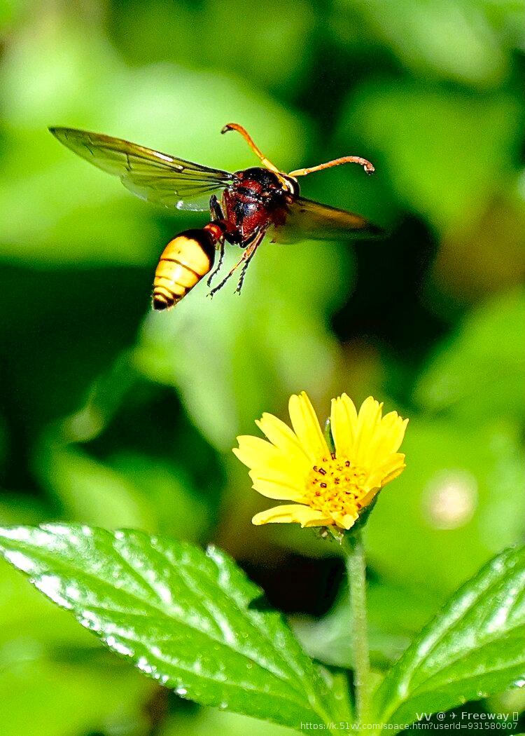 华丽的黄胸泥壶蜂