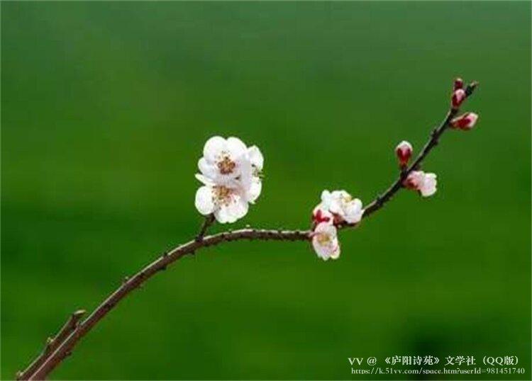 《庐阳诗苑》文学社（QQ版）