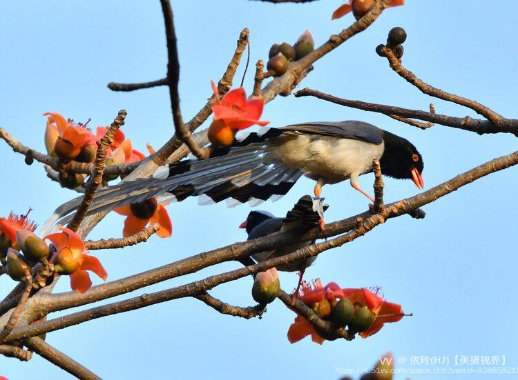 依玲(HJ)【美摄视界】