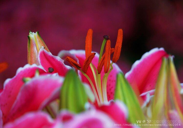 含芳吐蕊百合花