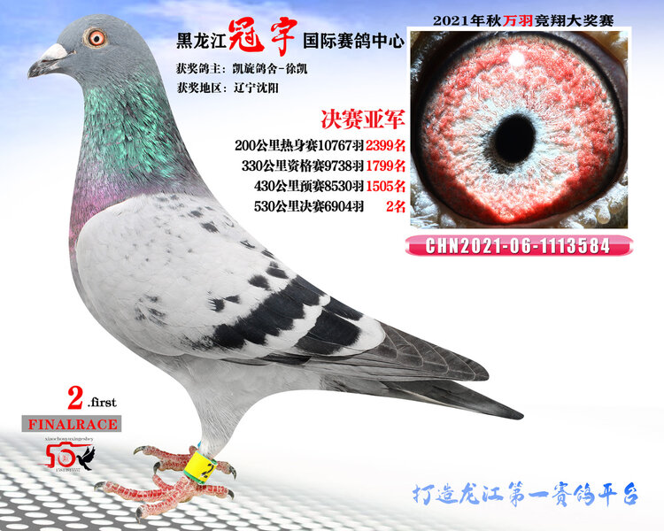 龙哥