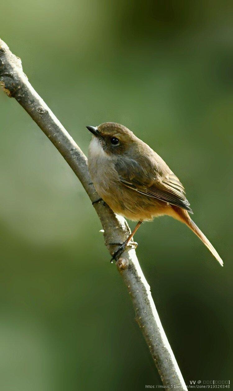 灰林46【首发】