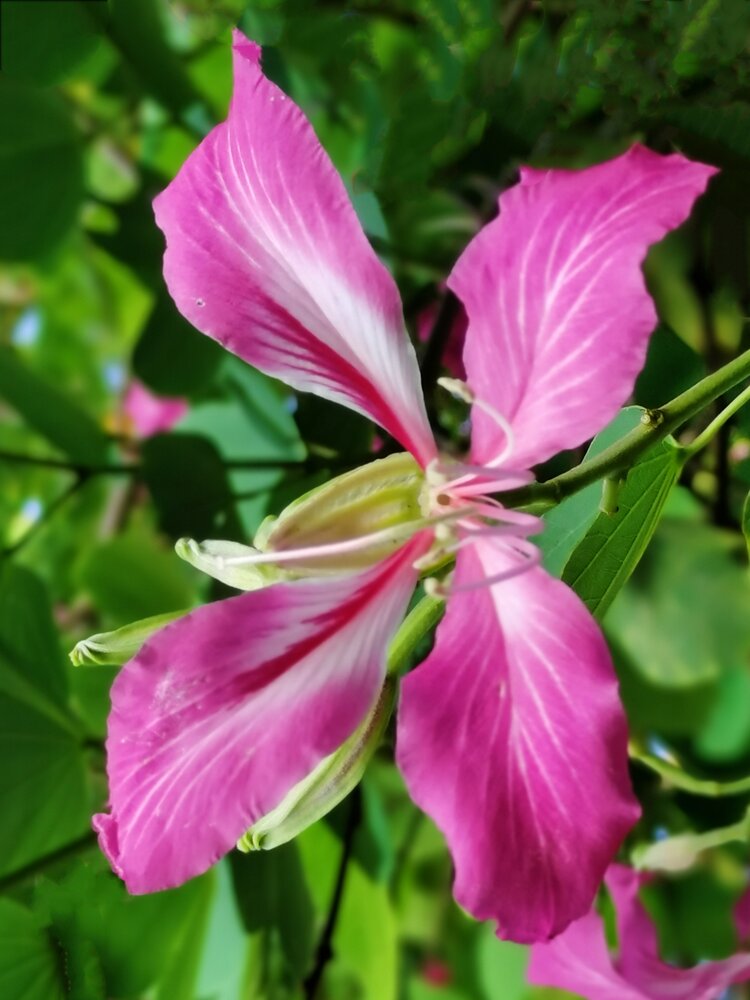 七月的红花紫荆【首发】