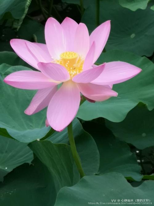 心静如水（雅韵文轩）