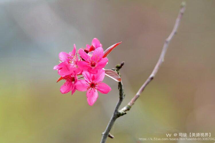 司徒【美摄视界】