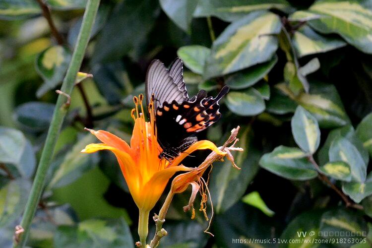 美丽的红珠凤尾蝶首发