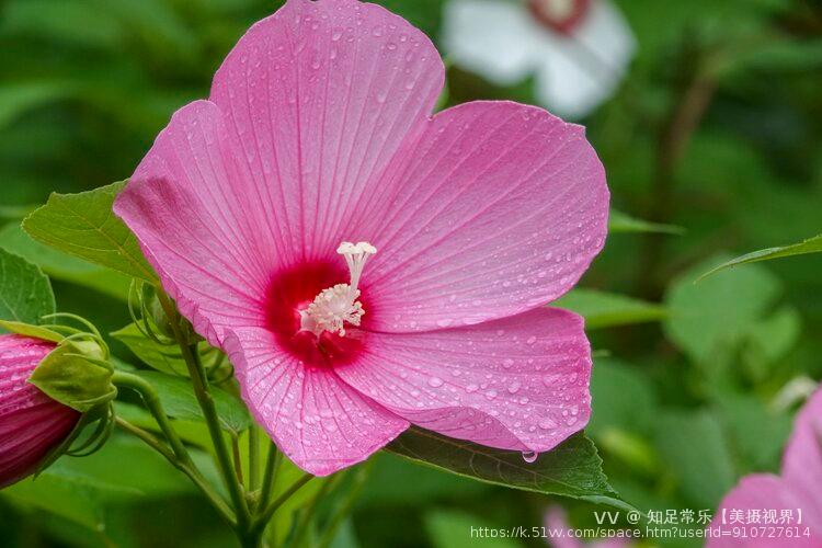 知足常乐【美摄视界】