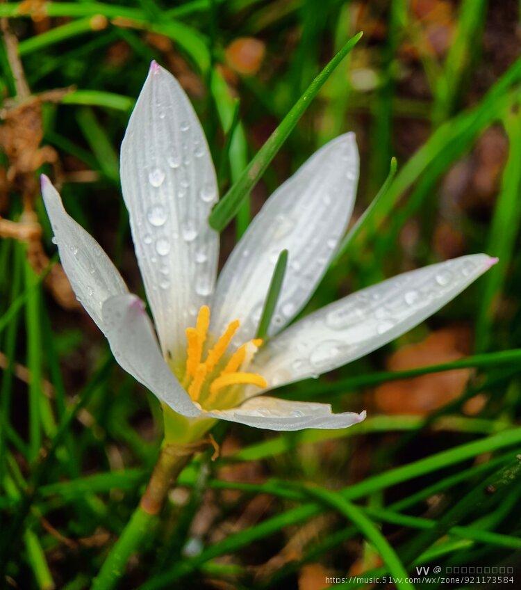 韭兰的叶子形似蔬菜韭菜的叶子,呈扁线形,颜色浓绿.