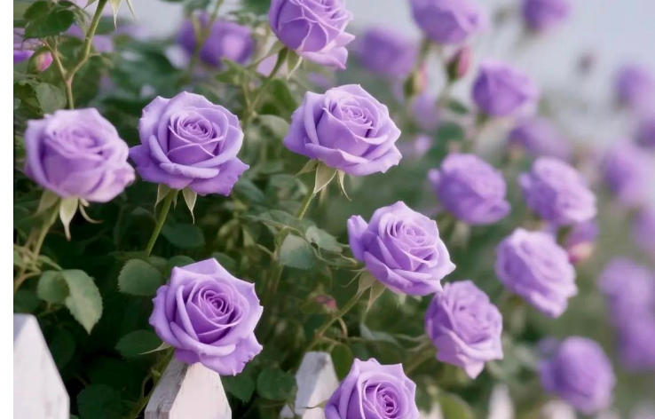 小浅🎤V娱热点