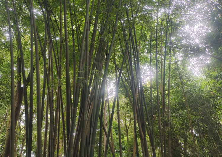 雪儿🎤V娱热点