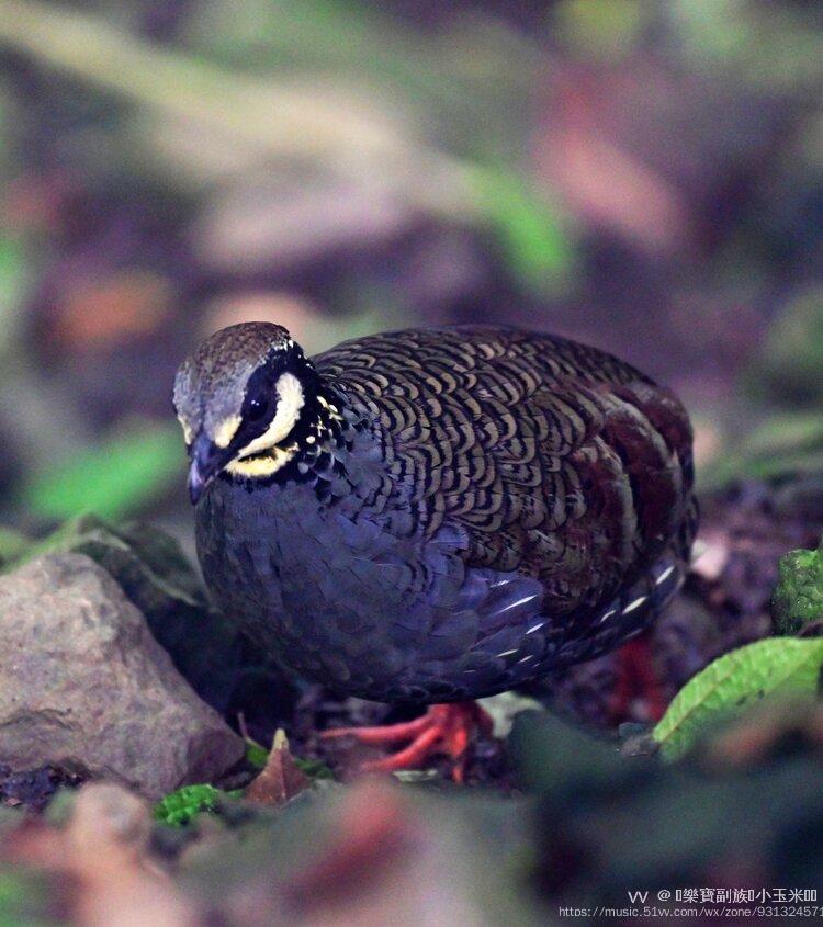 深山的竹鸡首发