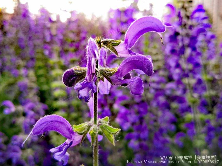 种彩成祥【美摄视界】