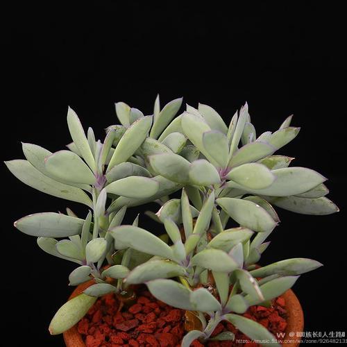 多肉植物之紫蛮刀