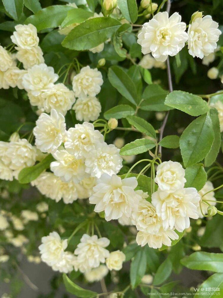 原创首发木香花