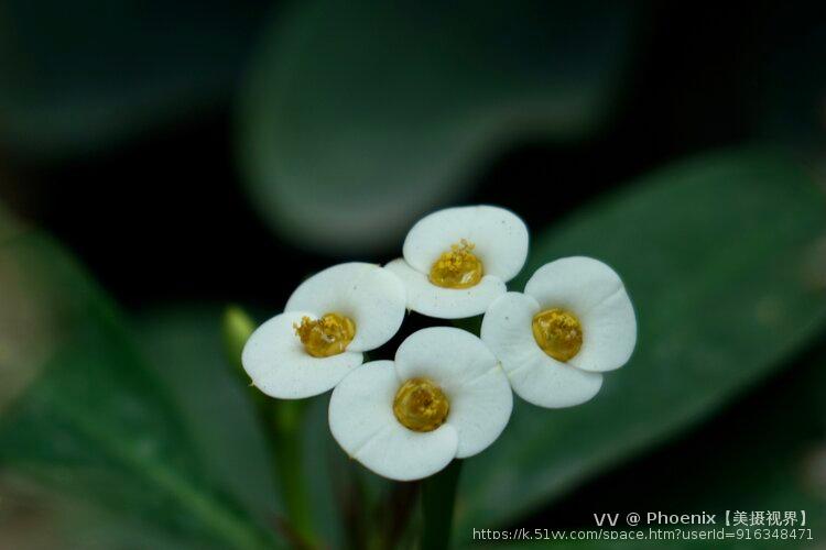 铁海棠白色浆图片