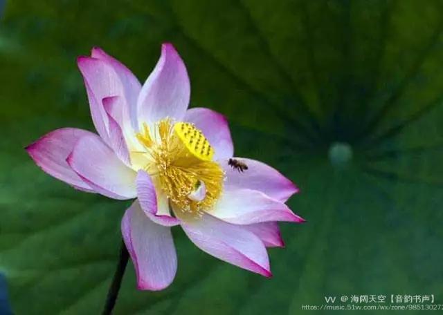 蜜蜂的雅号 蜜蜂的别称及美名