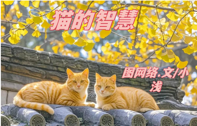 小浅🎤V娱热点