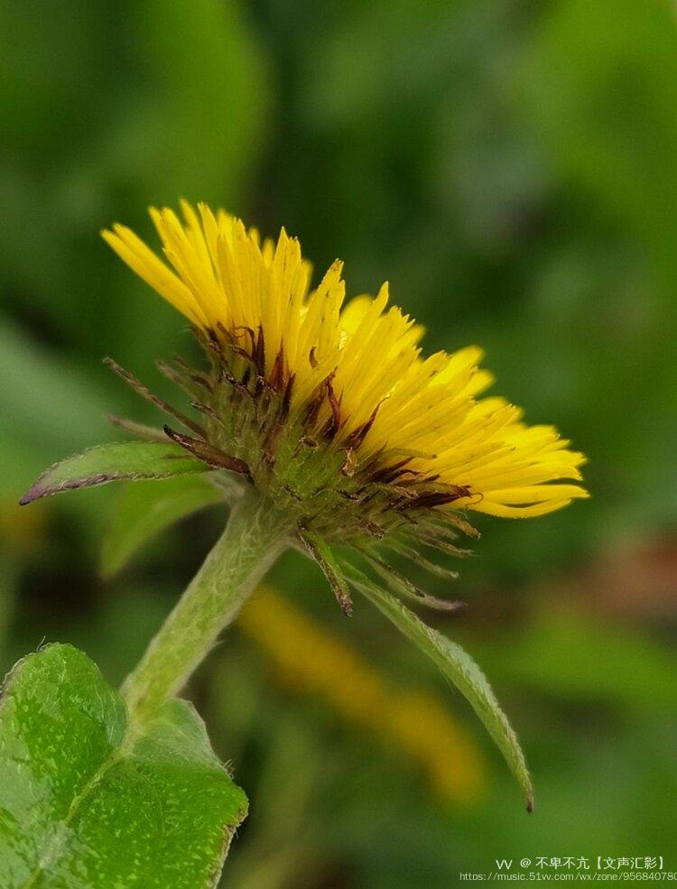 摄影原创首发秋风中的旋覆花上