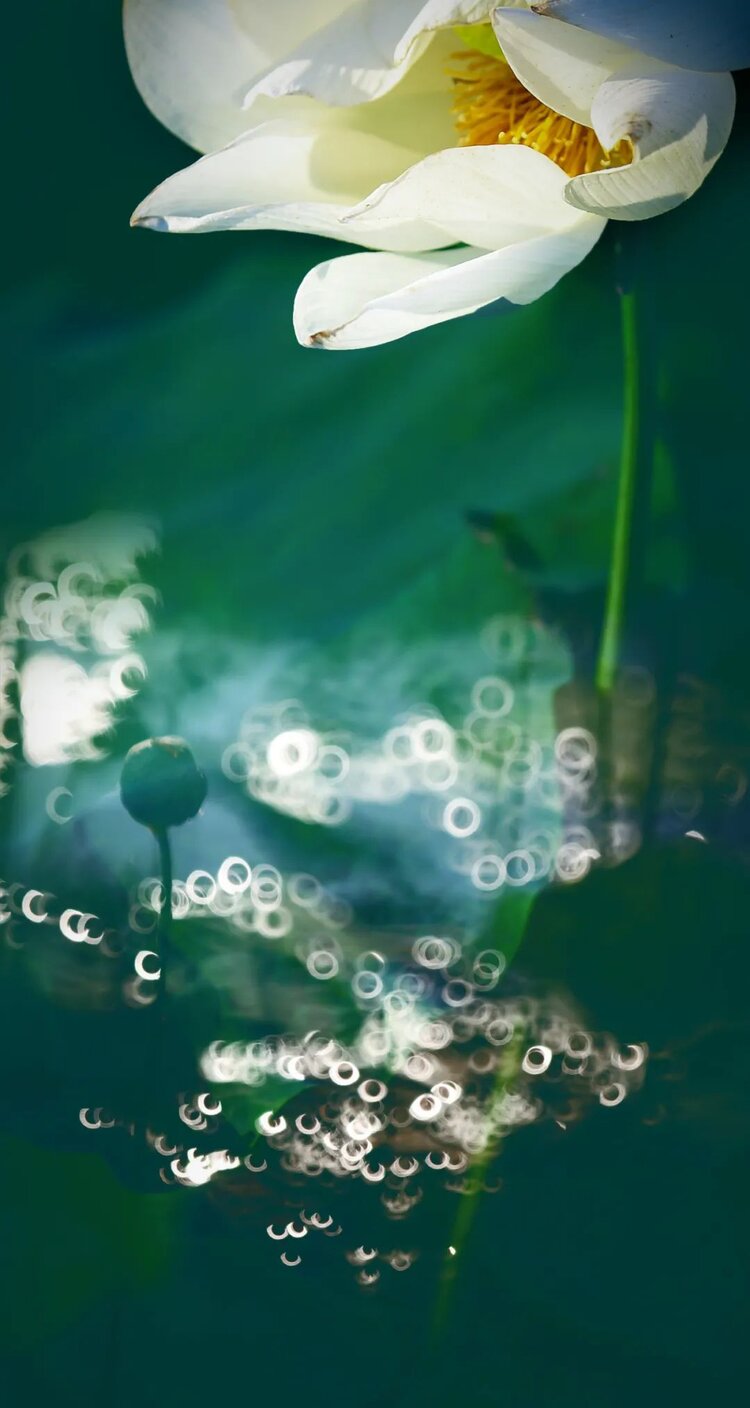 阮郎归荷塘晚景醉斜阳