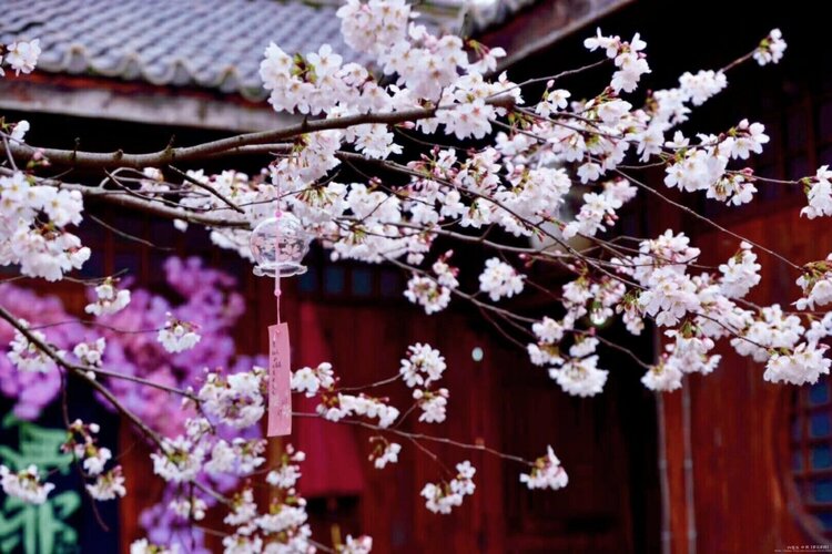向阳花